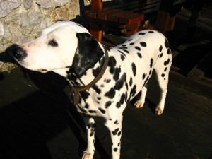 Dalmatian_in_Croatia